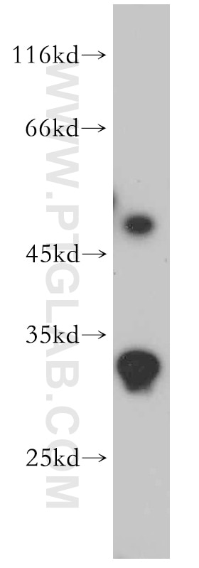 WB analysis of HepG2 using 20922-1-AP