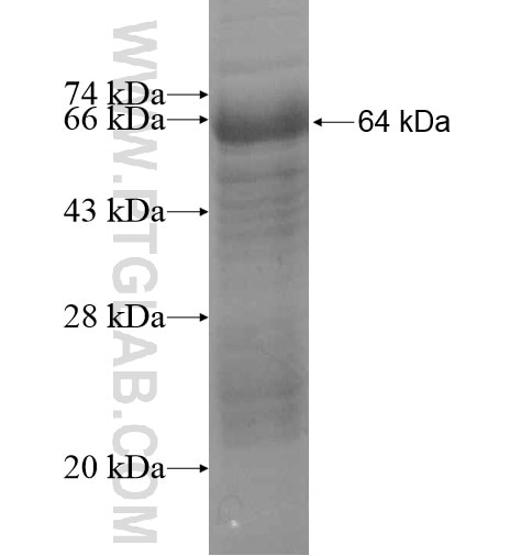 ZNF597 fusion protein Ag15183 SDS-PAGE