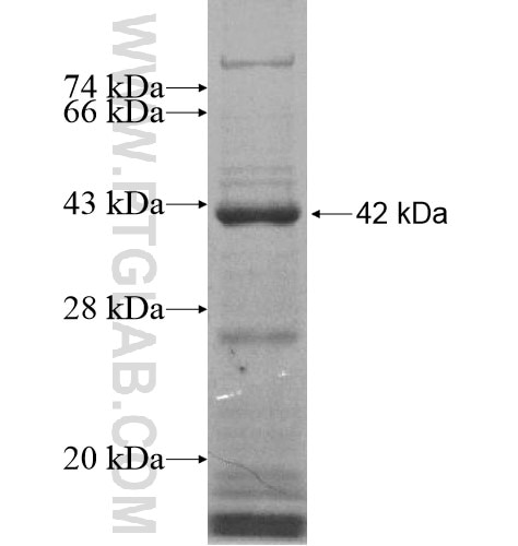 ZNF597 fusion protein Ag15642 SDS-PAGE