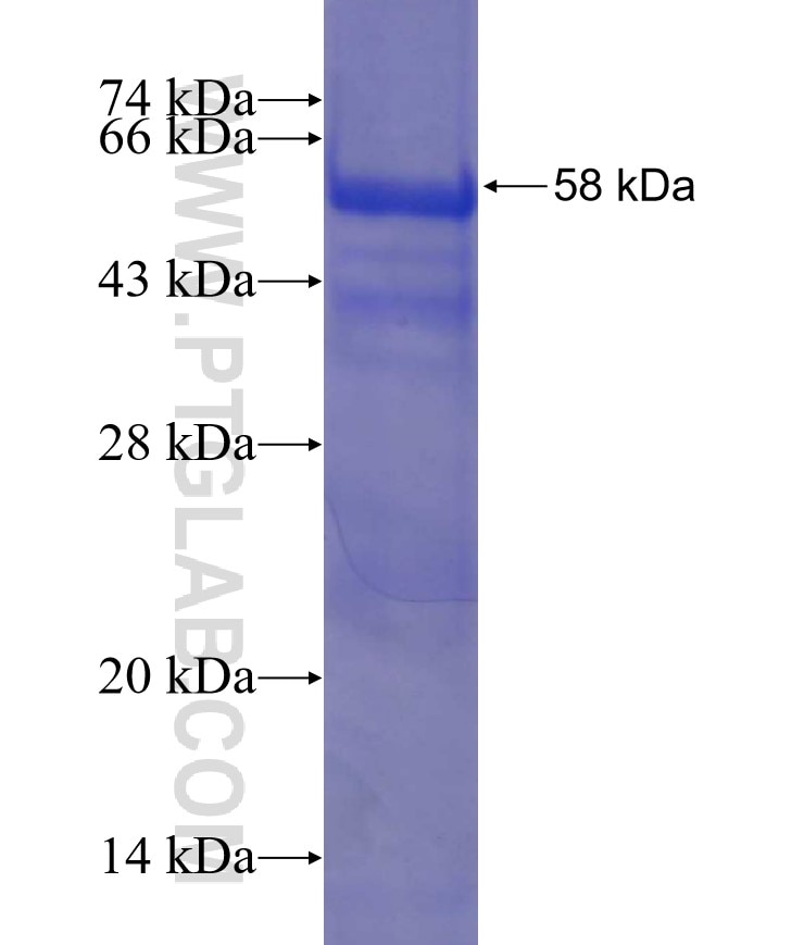 ZNF606 fusion protein Ag23589 SDS-PAGE