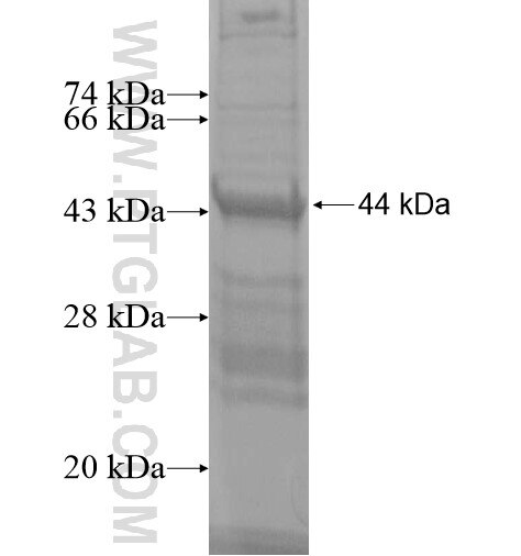 ZNF614 fusion protein Ag14348 SDS-PAGE