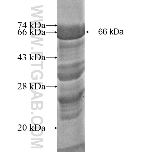 ZNF622 fusion protein Ag14741 SDS-PAGE