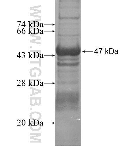 ZNF624 fusion protein Ag15700 SDS-PAGE
