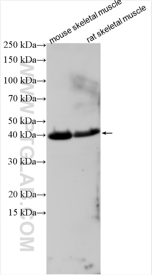 Western Blot (WB) analysis of various lysates using ZNF641 Polyclonal antibody (26302-1-AP)