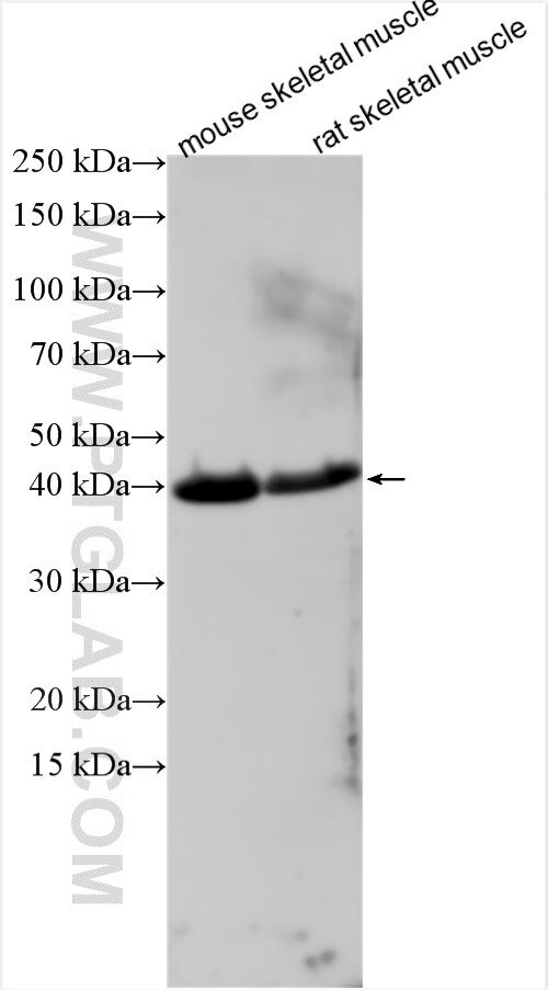 WB analysis using 26302-1-AP