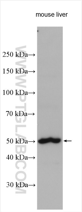 ZNF643