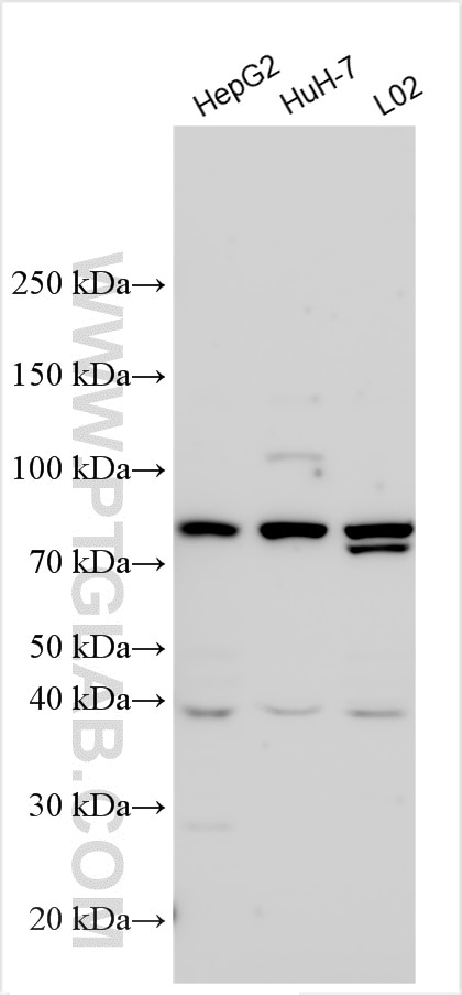 Western Blot (WB) analysis of various lysates using ZNF643 Polyclonal antibody (30018-1-AP)