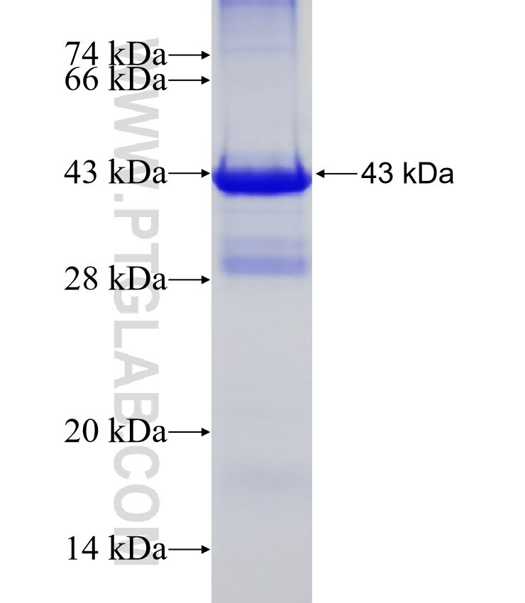 ZNF643 fusion protein Ag32346 SDS-PAGE
