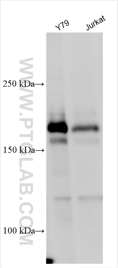 Western Blot (WB) analysis of various lysates using ZNF644 Polyclonal antibody (25956-1-AP)