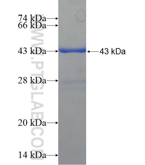 ZNF645 fusion protein Ag22346 SDS-PAGE