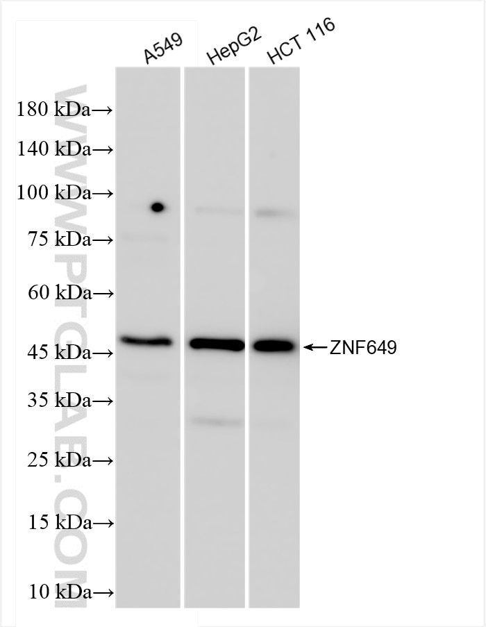 Western Blot (WB) analysis of various lysates using ZNF649 Recombinant antibody (84624-4-RR)