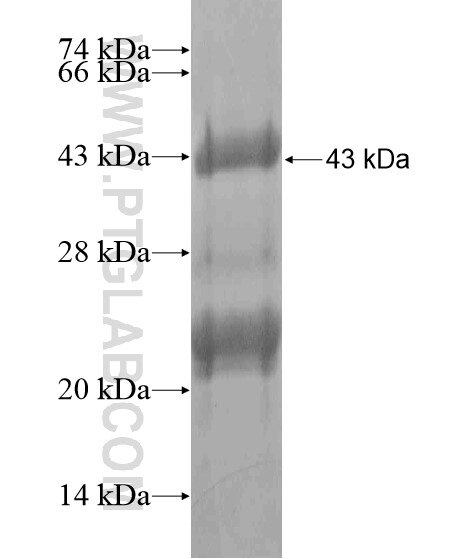 ZNF652 fusion protein Ag19195 SDS-PAGE