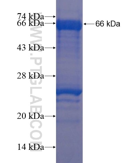 ZNF654 fusion protein Ag20186 SDS-PAGE