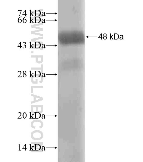 ZNF654 fusion protein Ag20226 SDS-PAGE