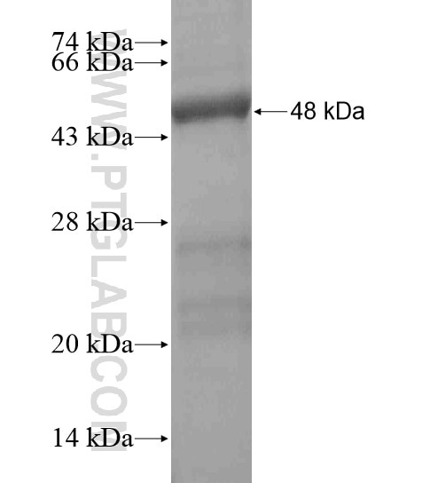 ZNF658 fusion protein Ag20508 SDS-PAGE
