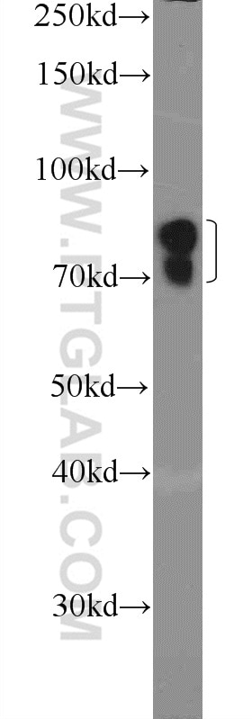 Western Blot (WB) analysis of HepG2 cells using ZNF668 Polyclonal antibody (25669-1-AP)