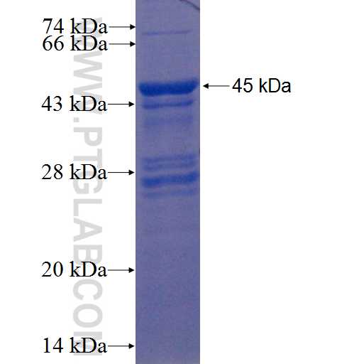 ZNF668 fusion protein Ag22506 SDS-PAGE