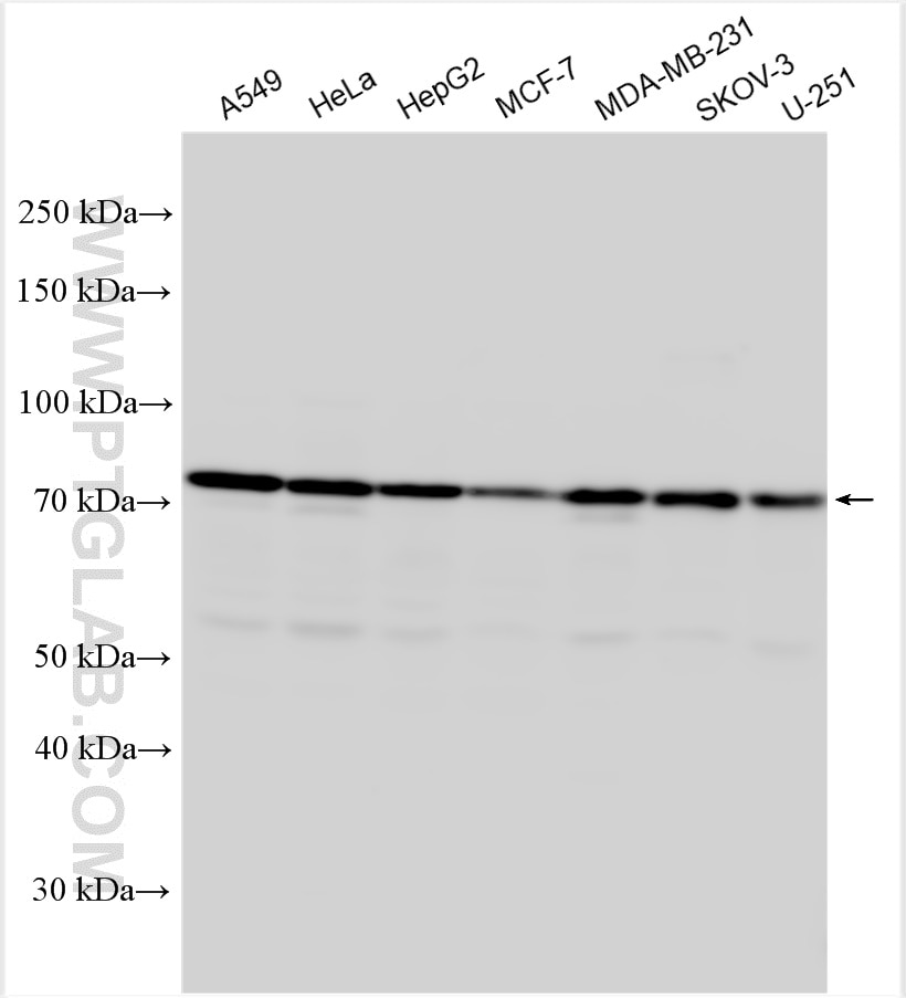 Western Blot (WB) analysis of various lysates using ZNF671 Polyclonal antibody (21329-1-AP)