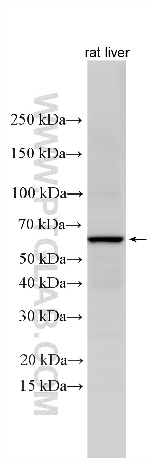 Western Blot (WB) analysis of various lysates using ZNF672 Polyclonal antibody (25794-1-AP)