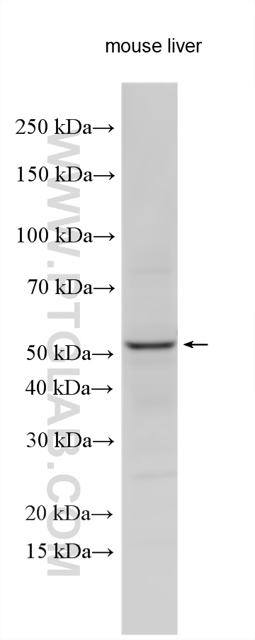 Western Blot (WB) analysis of various lysates using ZNF672 Polyclonal antibody (25794-1-AP)