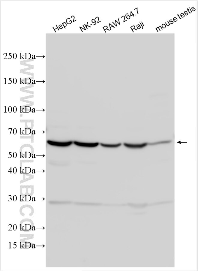 Western Blot (WB) analysis of various lysates using ZNF683 Polyclonal antibody (32229-1-AP)
