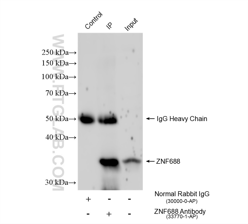 Immunoprecipitation (IP) experiment of A-673 cells using ZNF688 Polyclonal antibody (33770-1-AP)