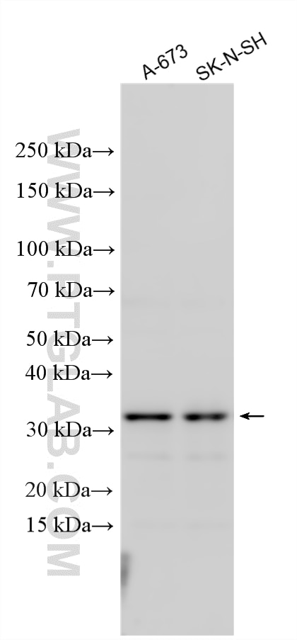 Western Blot (WB) analysis of various lysates using ZNF688 Polyclonal antibody (33770-1-AP)