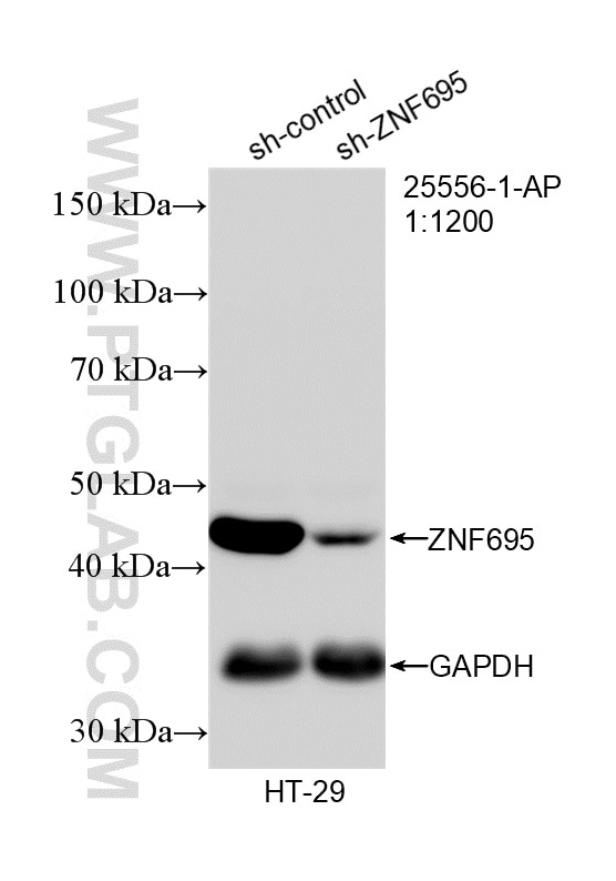 Western Blot (WB) analysis of HT-29 cells using ZNF695 Polyclonal antibody (25556-1-AP)