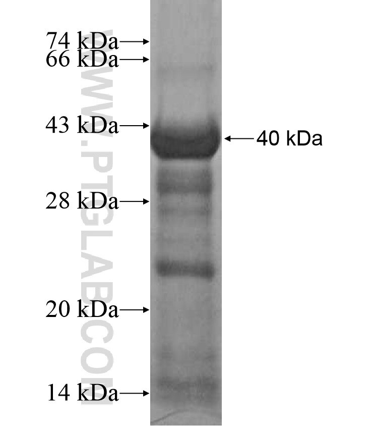 ZNF699 fusion protein Ag17326 SDS-PAGE
