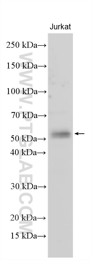 Western Blot (WB) analysis of various lysates using ZNF70 Polyclonal antibody (33264-1-AP)