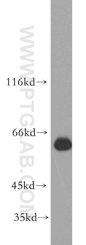 Western Blot (WB) analysis of Jurkat cells using ZNF703 Polyclonal antibody (21075-1-AP)