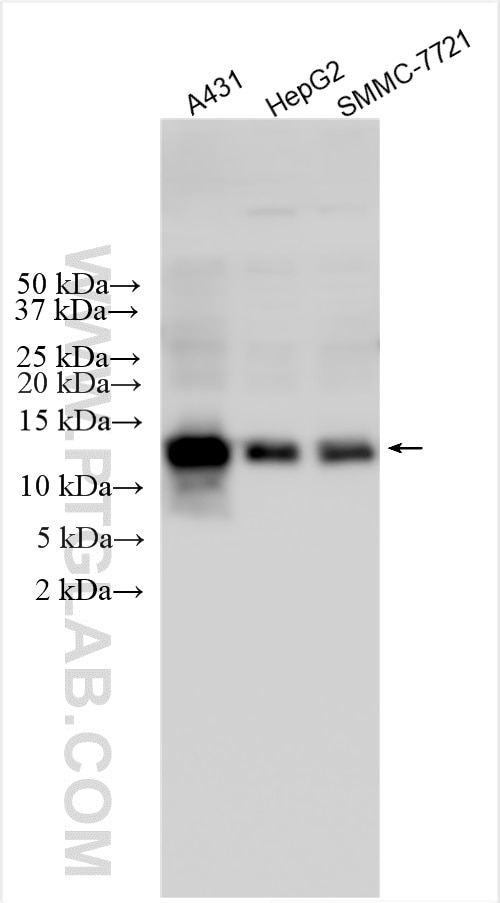 Western Blot (WB) analysis of A431 cells using ZNF706 Polyclonal antibody (32274-1-AP)