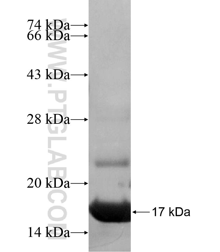 ZNF718 fusion protein Ag17216 SDS-PAGE