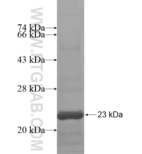 ZNF74 fusion protein Ag13581 SDS-PAGE