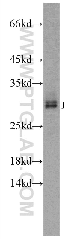 Western Blot (WB) analysis of mouse testis tissue using ZNF740 Polyclonal antibody (25411-1-AP)