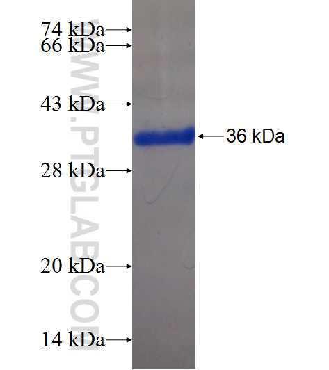 ZNF740 fusion protein Ag22295 SDS-PAGE