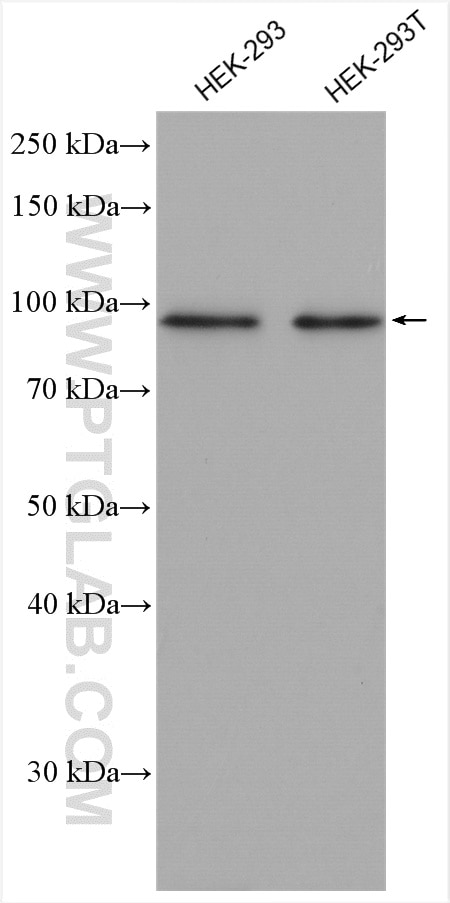 Western Blot (WB) analysis of various lysates using ZNF746 Polyclonal antibody (24543-1-AP)