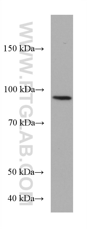 Western Blot (WB) analysis of HEK-293 cells using ZNF746 Monoclonal antibody (67463-1-Ig)
