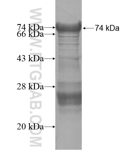 ZNF750 fusion protein Ag16116 SDS-PAGE
