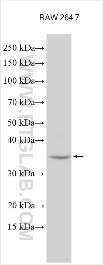 Western Blot (WB) analysis of various lysates using ZNF75D Polyclonal antibody (21583-1-AP)