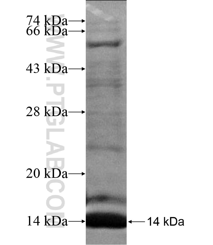 ZNF75D fusion protein Ag17372 SDS-PAGE