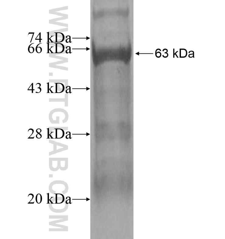ZNF76 fusion protein Ag16267 SDS-PAGE