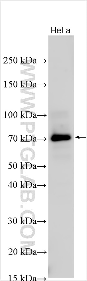 Western Blot (WB) analysis of various lysates using ZNF768 Polyclonal antibody (33035-1-AP)