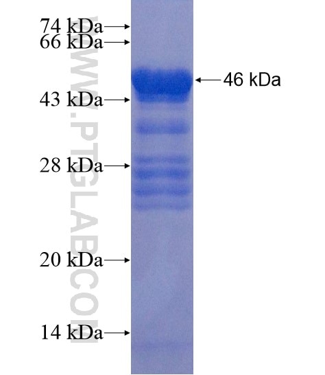 ZNF774 fusion protein Ag22300 SDS-PAGE