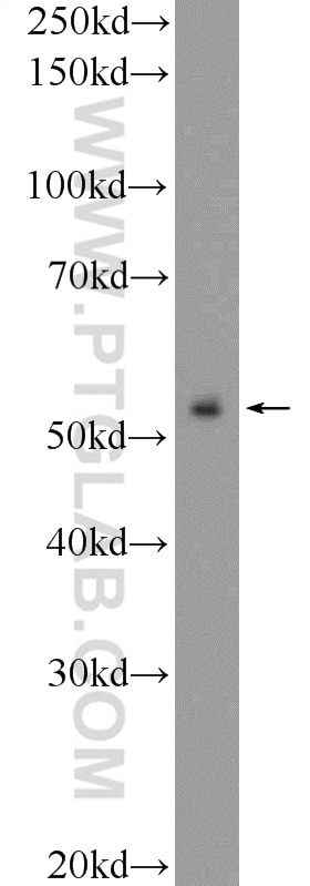 Western Blot (WB) analysis of HepG2 cells using ZNF785 Polyclonal antibody (25588-1-AP)