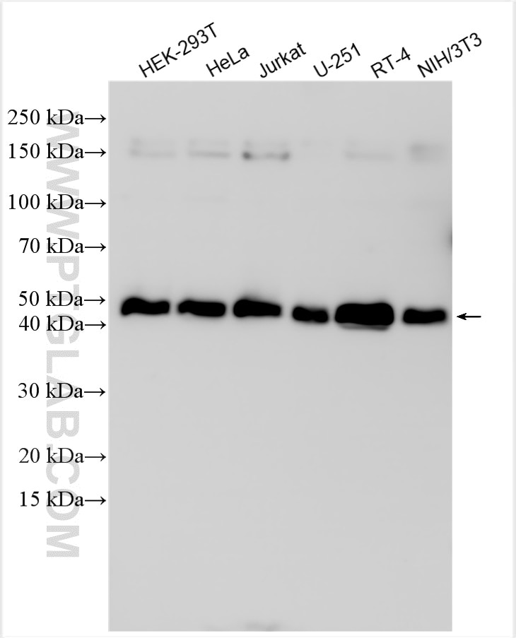 Western Blot (WB) analysis of various lysates using ZNF787 Polyclonal antibody (31934-1-AP)