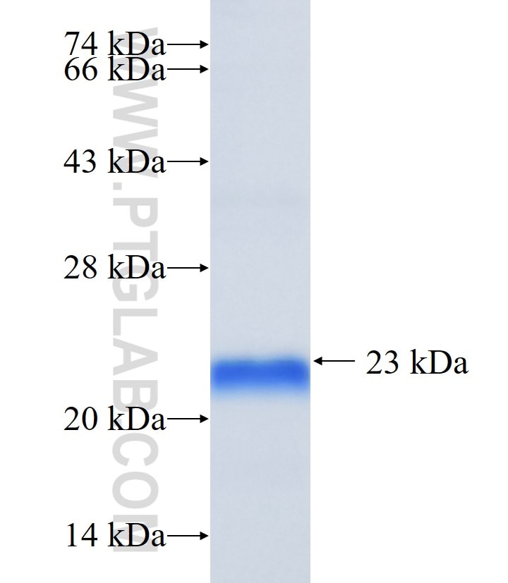 ZNF787 fusion protein Ag36078 SDS-PAGE