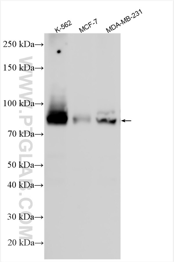 WB analysis using 33930-1-AP Western Blot (WB) analysis of various lysates using ZNF800 Polyclonal antibody (33930-1-AP)