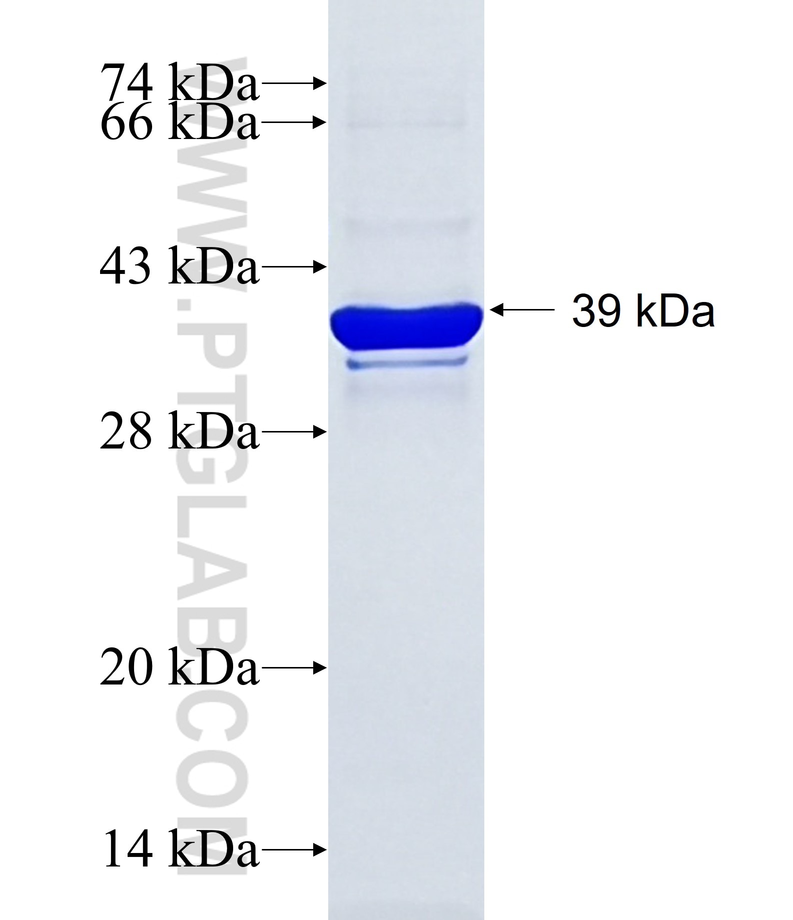 ZNF816A fusion protein Ag15658 SDS-PAGE