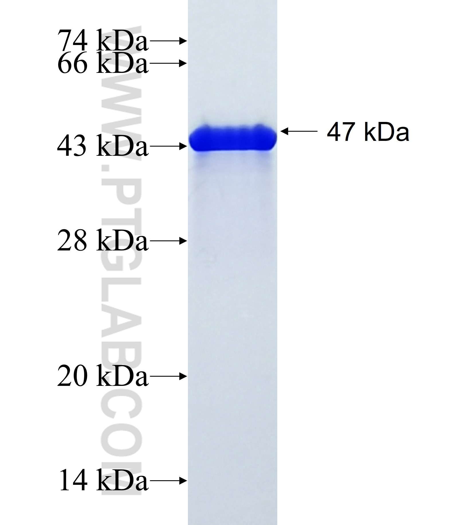 ZNF821 fusion protein Ag38977 SDS-PAGE